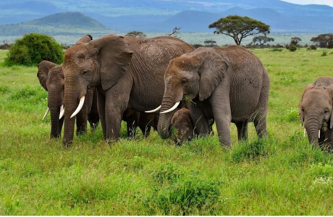 Tanzania safari at golden hour