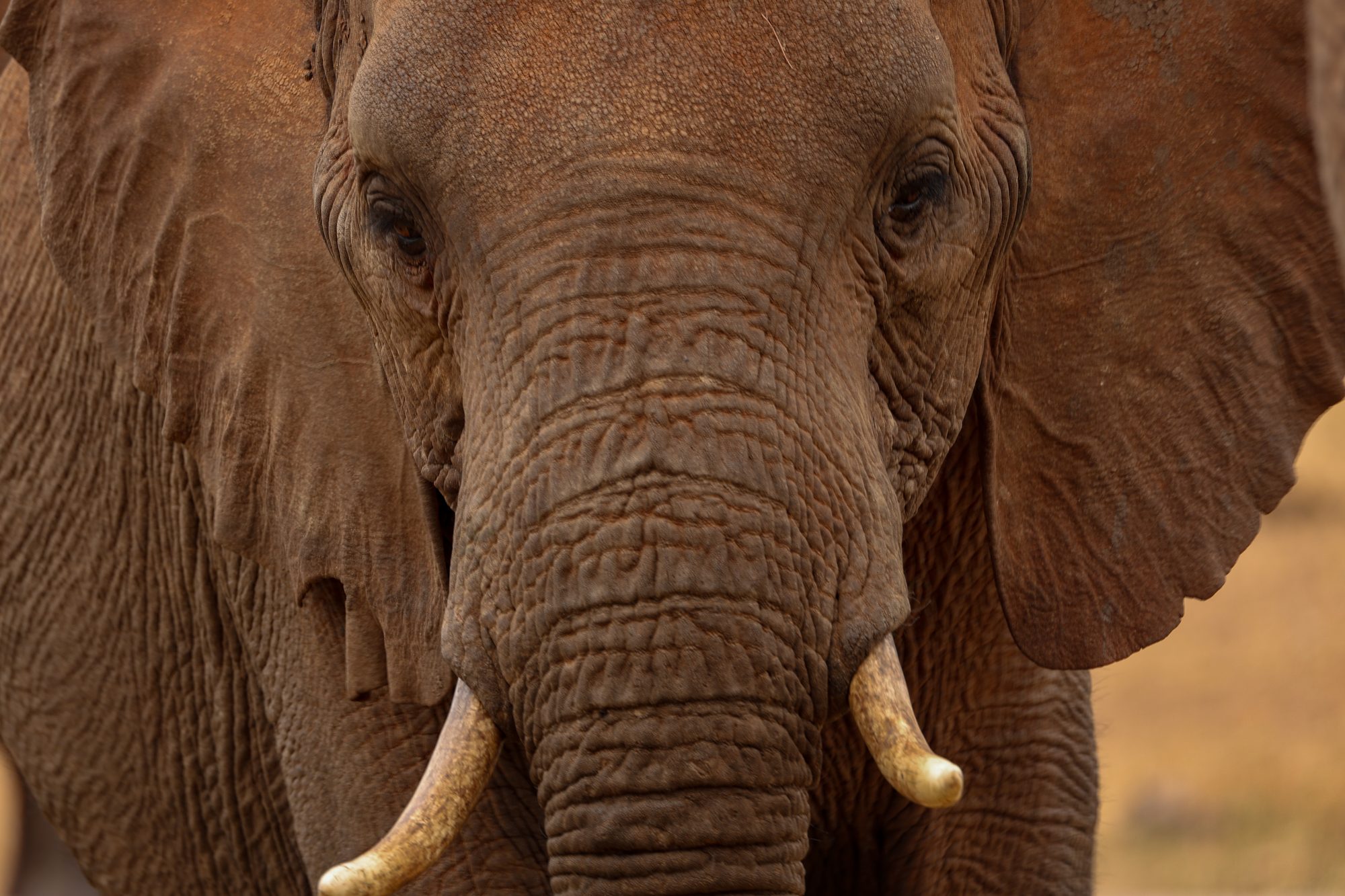Tarangire elephants