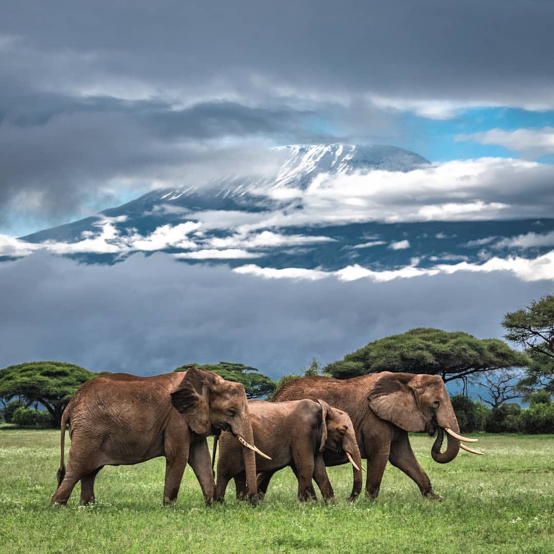 Tanzania safari at golden hour