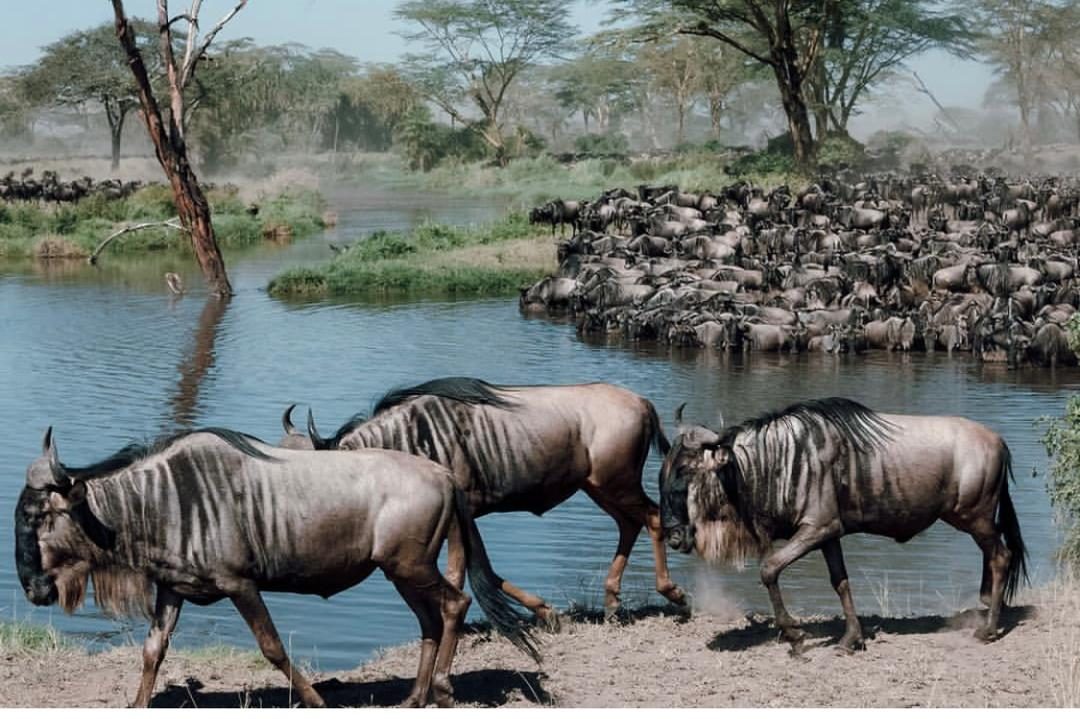 The Classic Signature