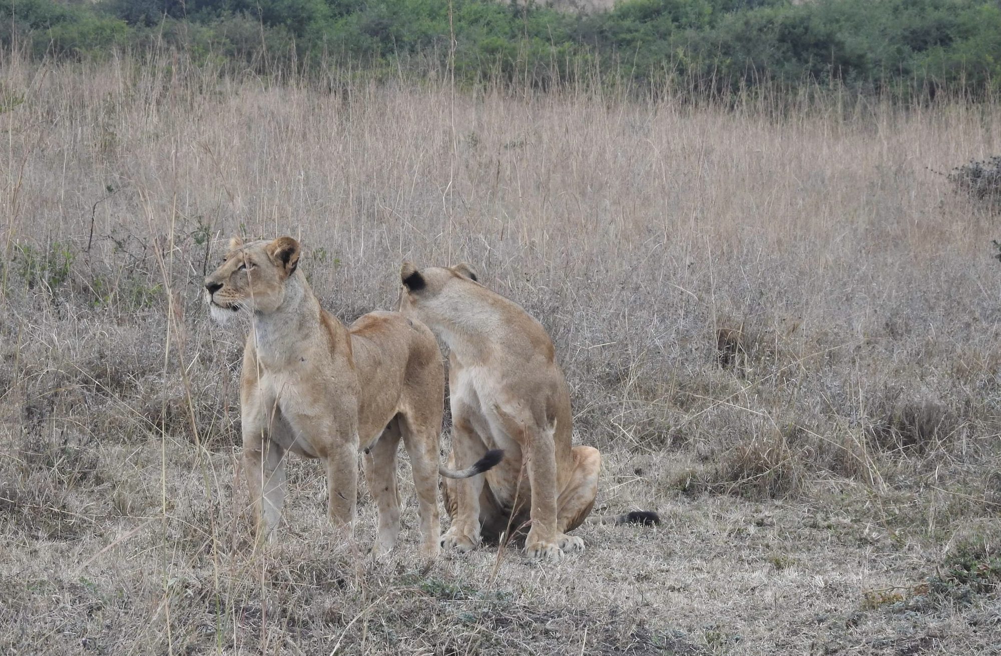 Serengeti vs Ngorongoro