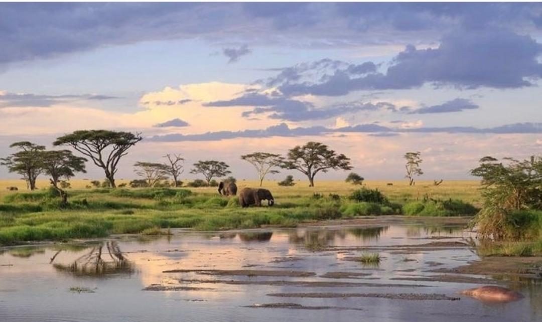 Tanzania safari landscape