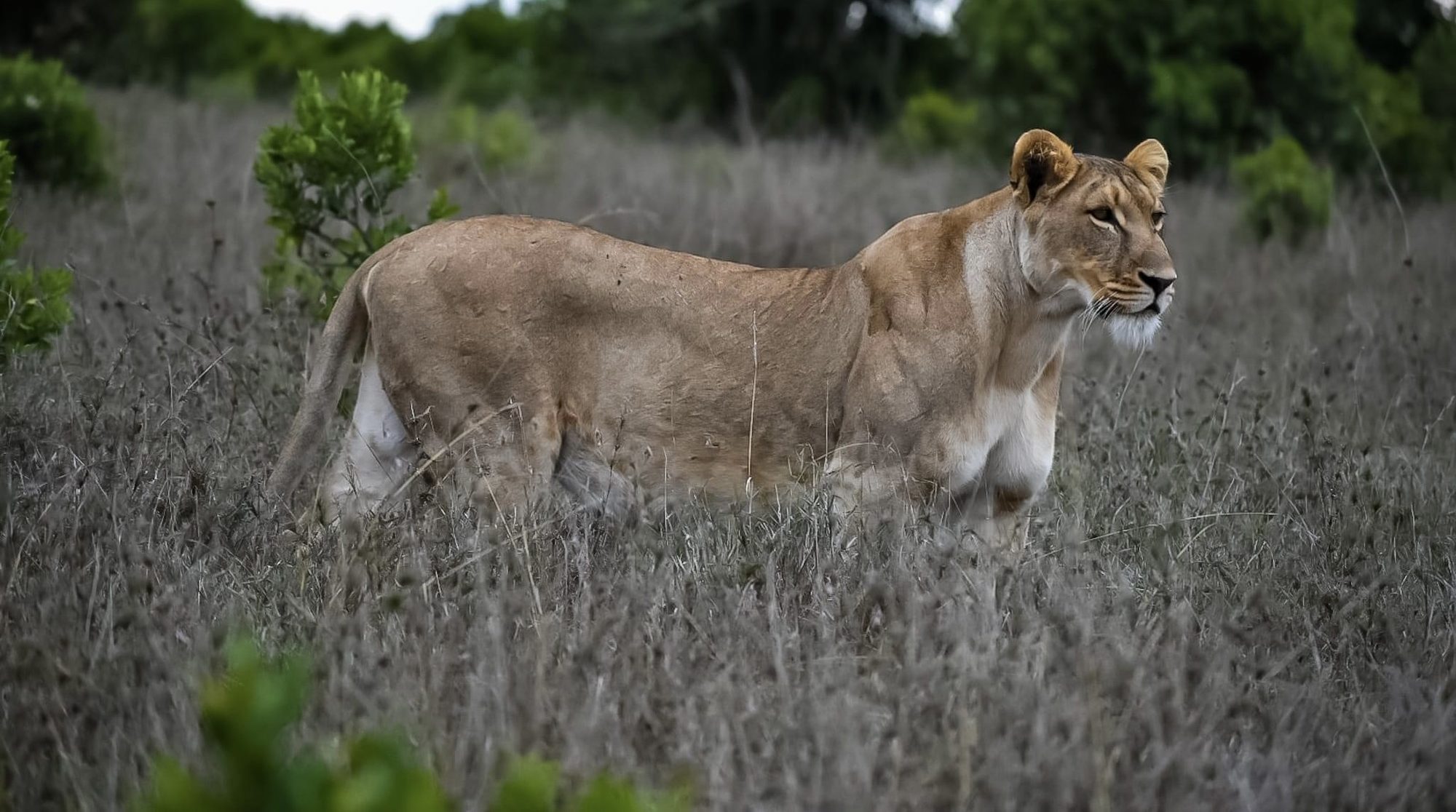 Wildlife on the Serengeti plains